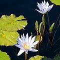 White flowers with floating leaves