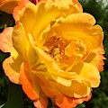 Floribunda Rose Close-Up Shot